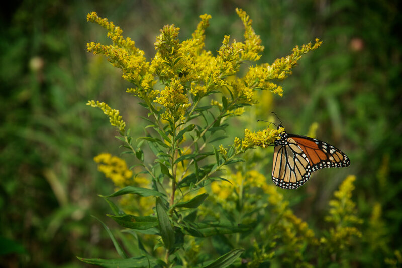 Monarch Butterfly on Flower — Yellow, Serene