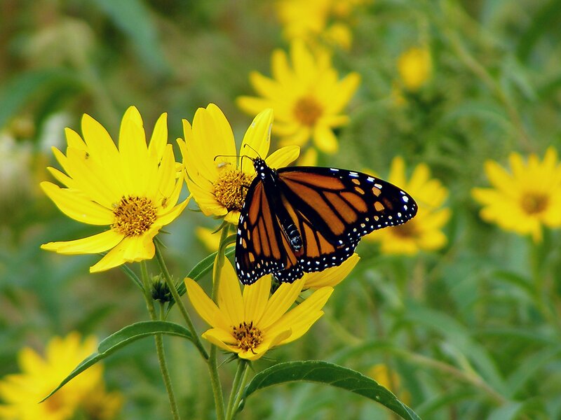 Monarch Butterfly on Flower — Yellow