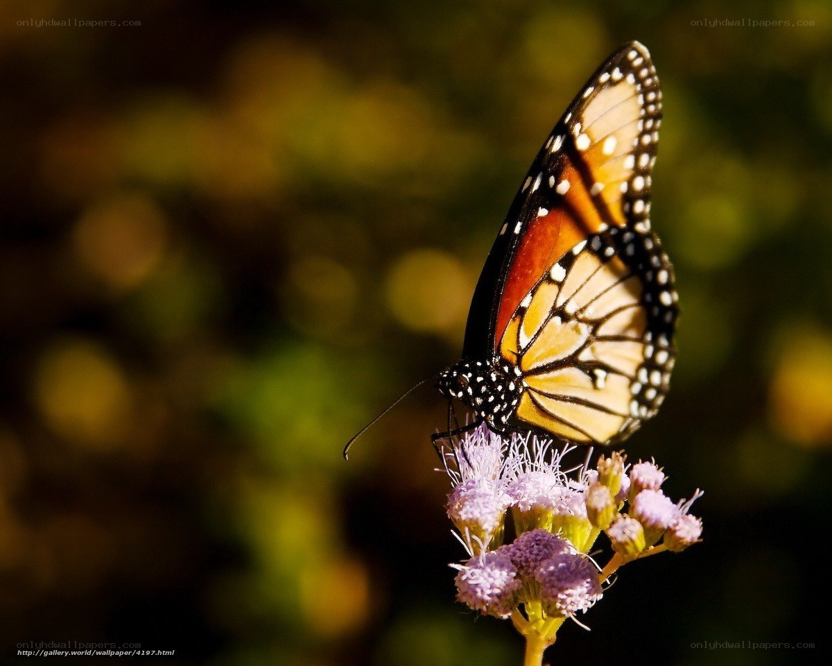 Monarch butterfly on flower