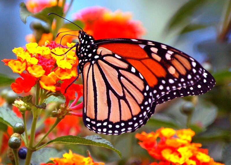 monarch butterfly on flowers