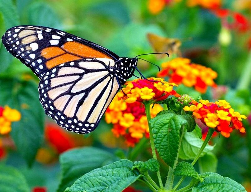 Monarch butterfly on flowers