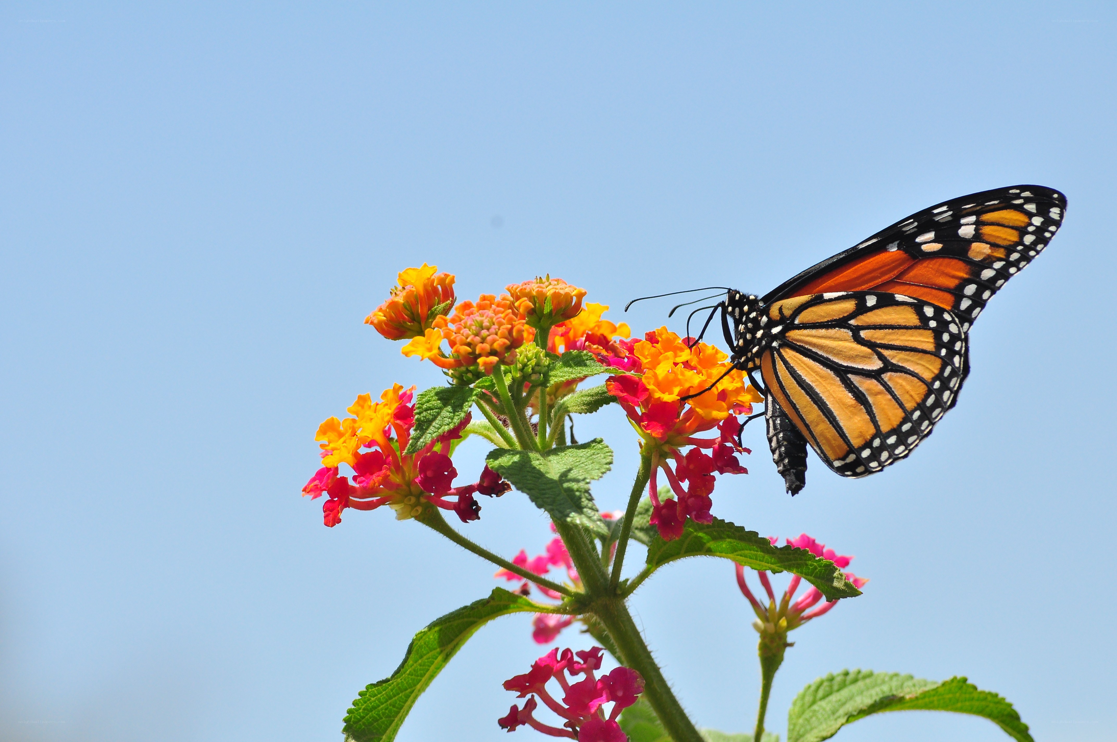 monarch butterfly on flowers