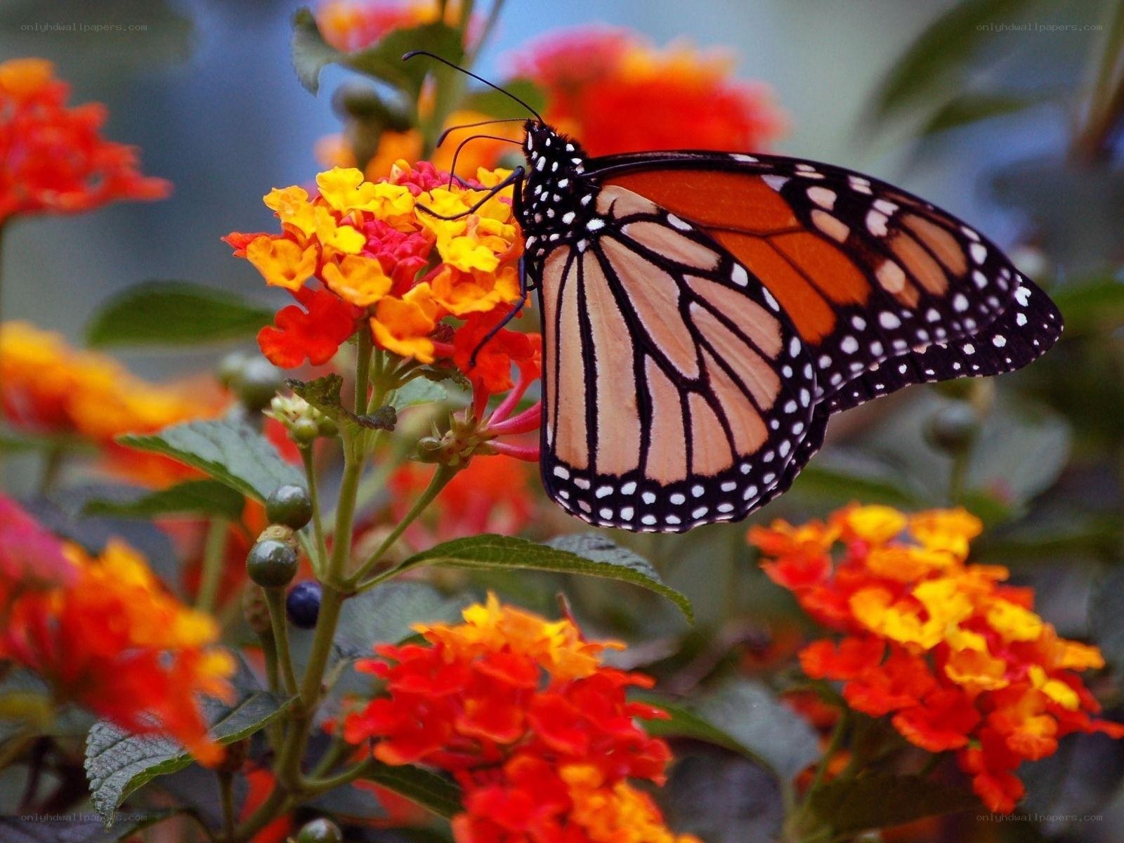 Monarch butterfly on flowers
