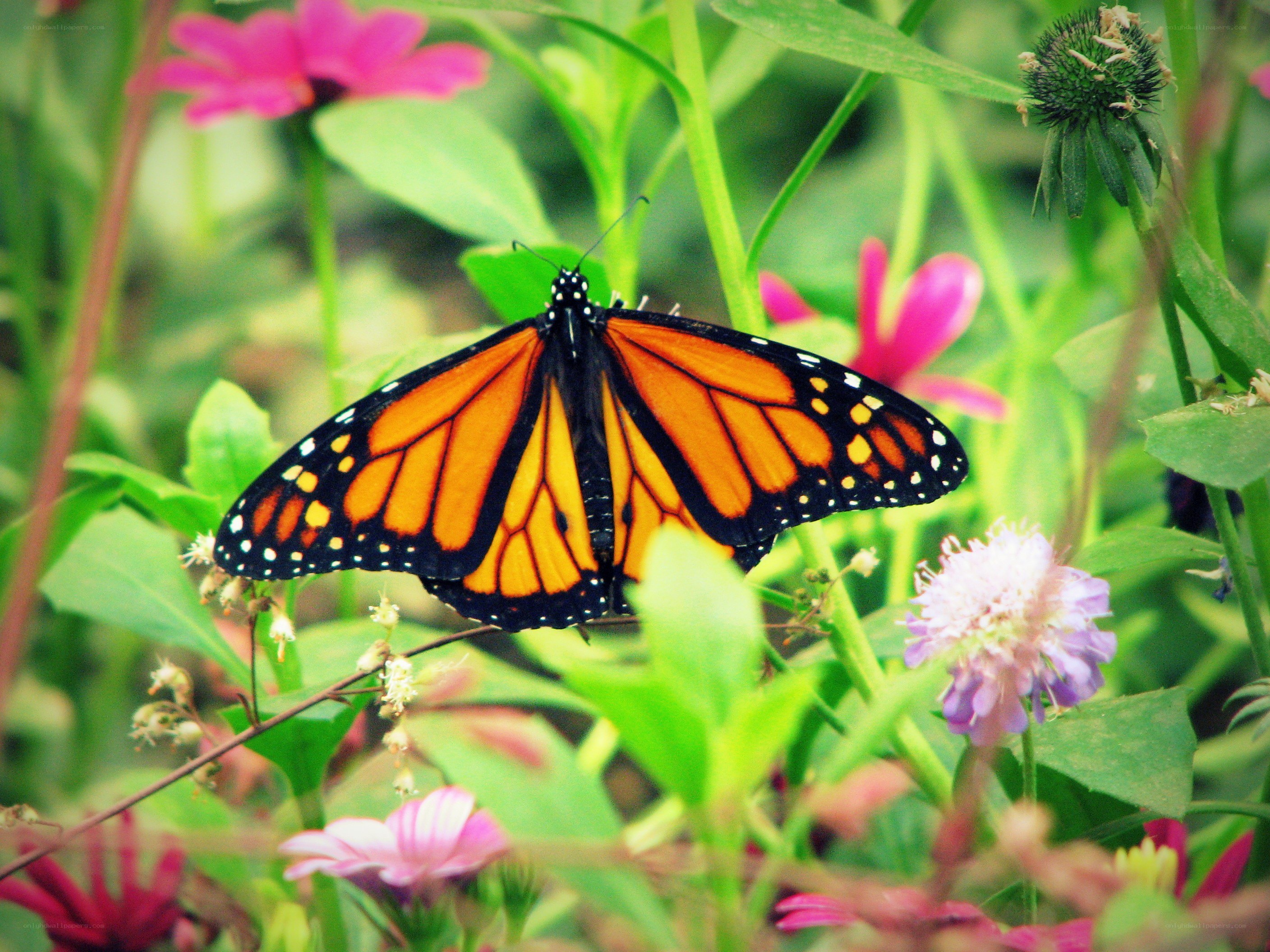 Monarch butterfly on flowers