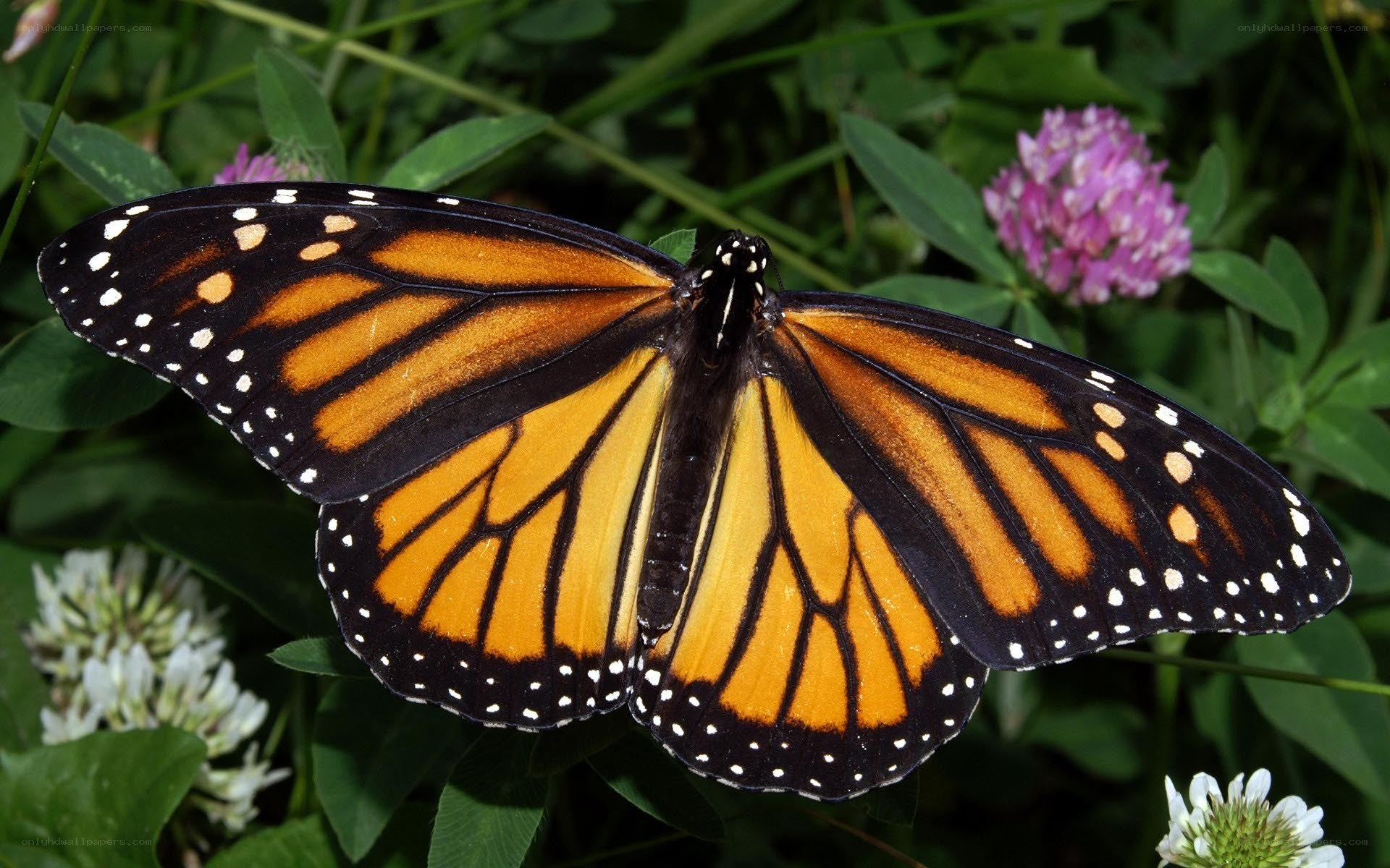 Monarch butterfly on flowers