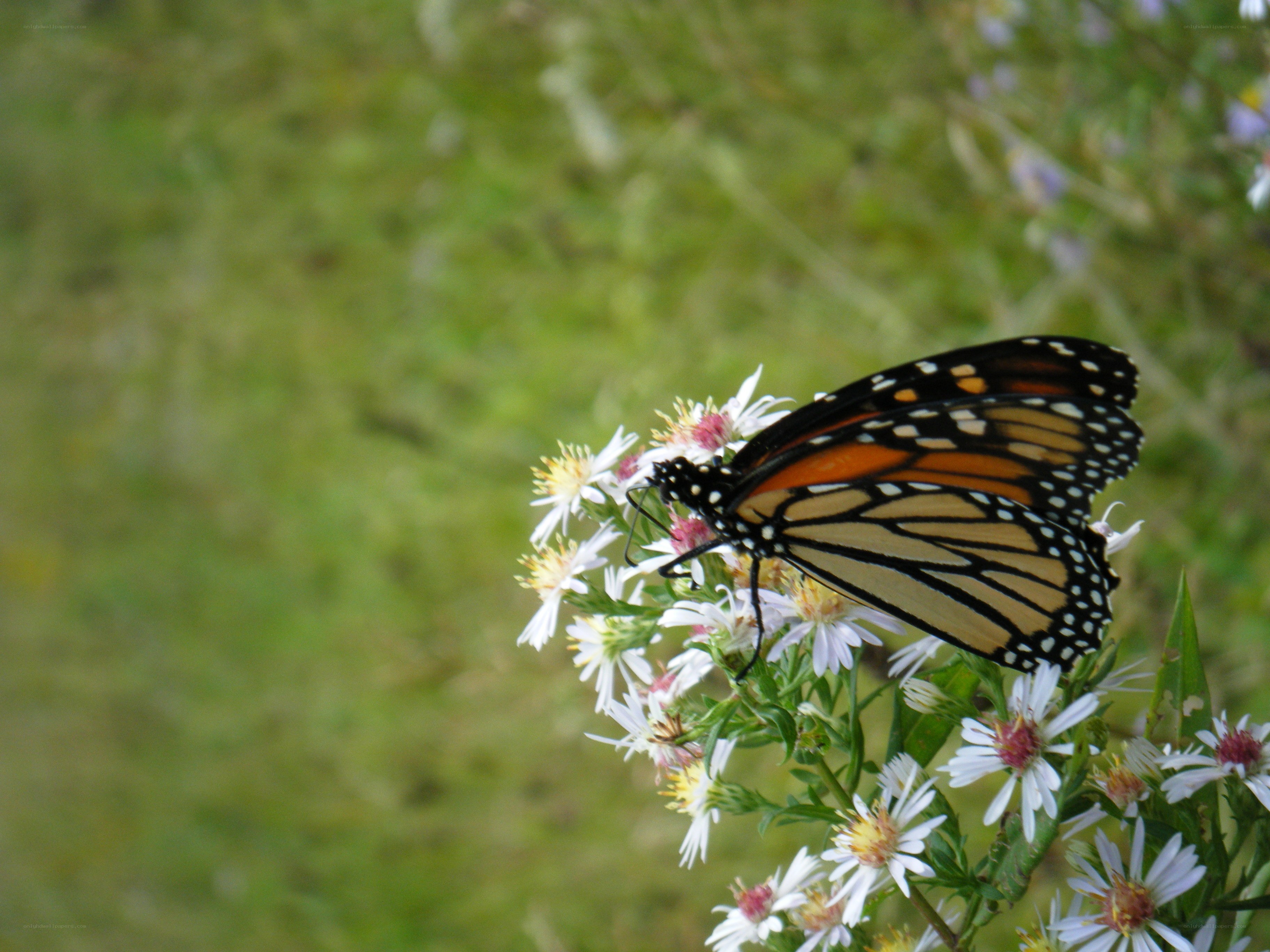 monarch butterfly on flowers