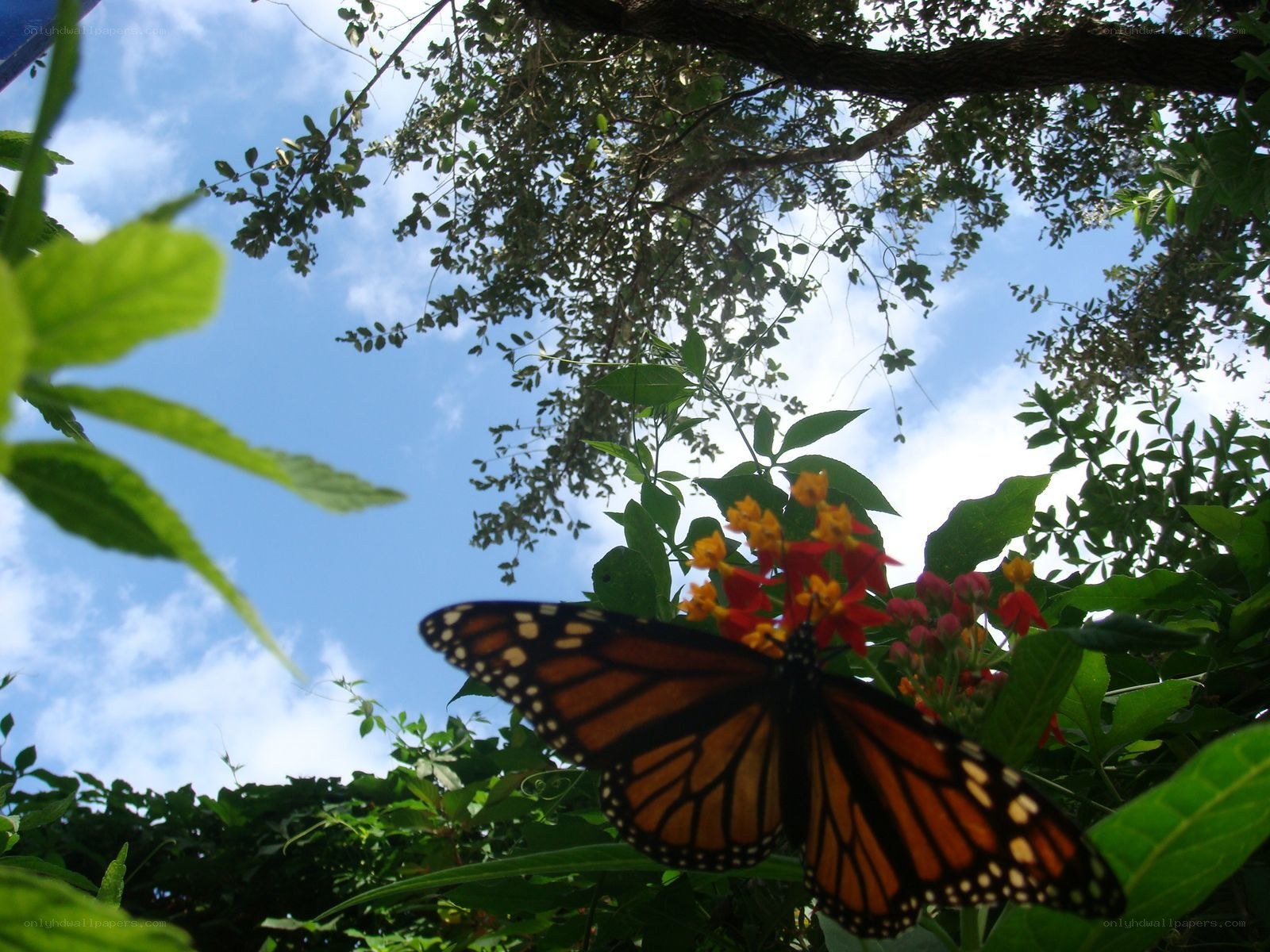 Monarch butterfly on flowers
