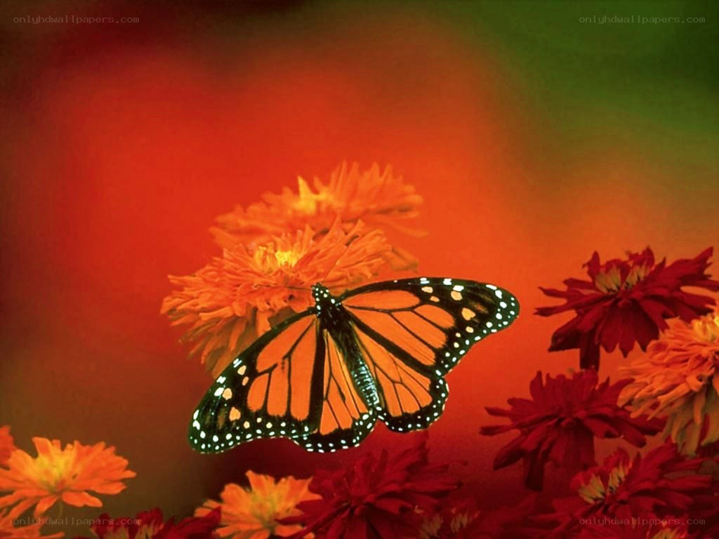 Monarch butterfly on flowers