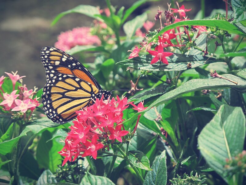 Monarch Butterfly on Flowers — Green, Serene