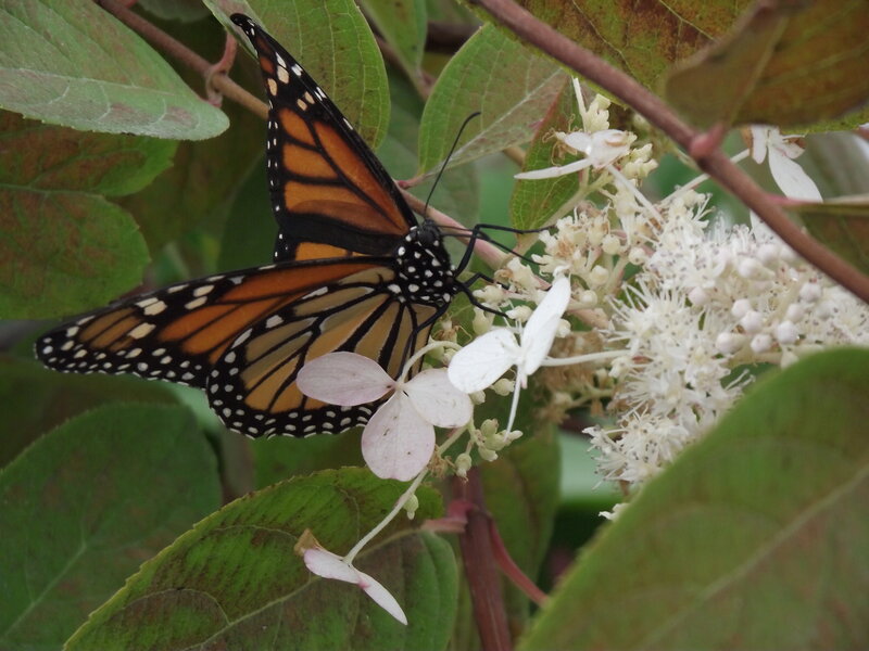 Monarch Butterfly on Flowers — Green