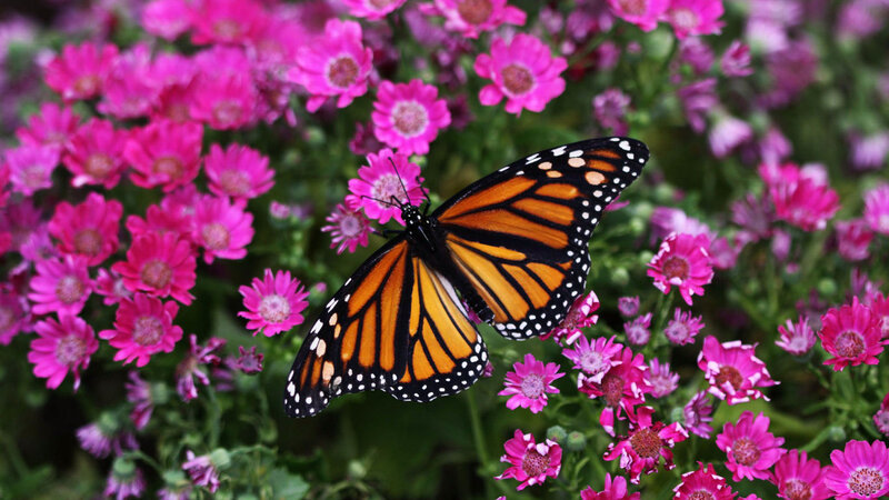 Monarch Butterfly on Flowers — Orange, Calm, Afternoon, Photograph, Greenery