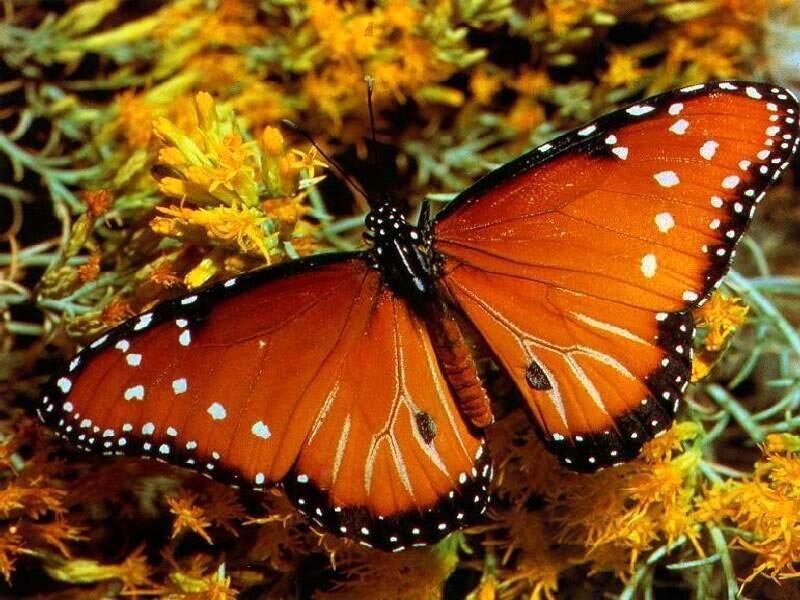 Monarch Butterfly on Flowers — Orange, Calm, Afternoon