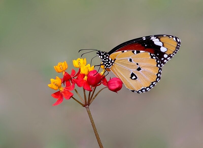 Monarch Butterfly on Flowers — Orange, Calm