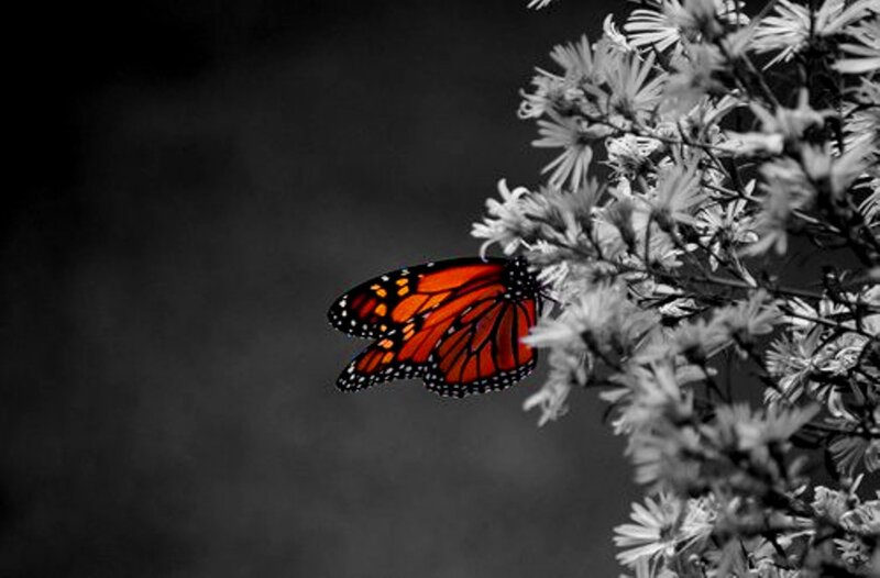 Monarch Butterfly on Flowers — Orange, Dramatic