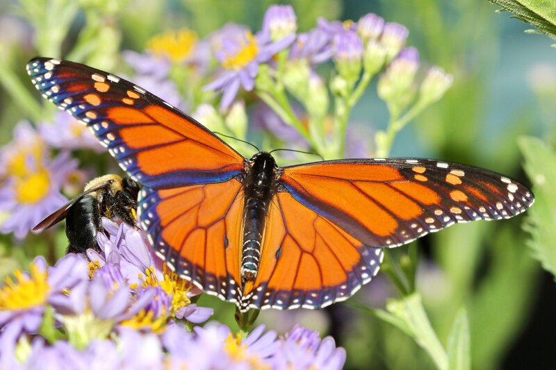 Monarch Butterfly on Flowers — Orange, Natural, Afternoon, Photograph, Bee