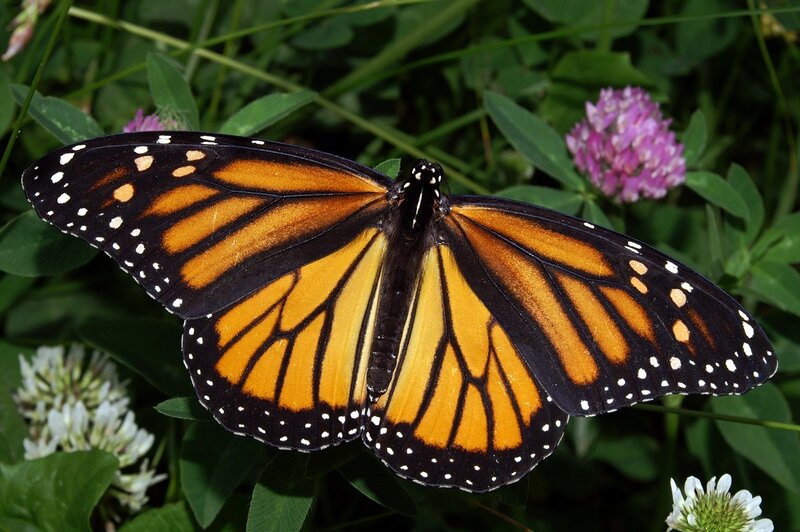 Monarch Butterfly on Flowers — Orange, Natural, Afternoon, Photograph