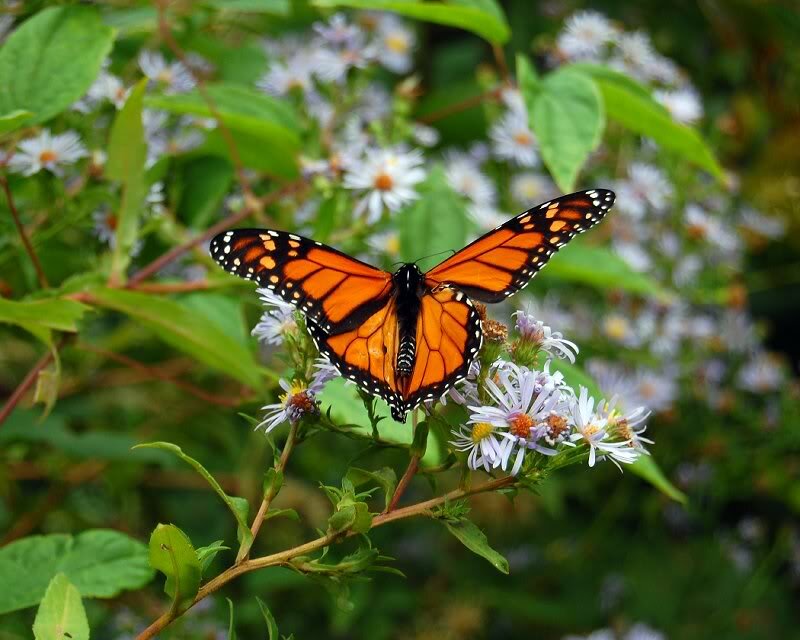 Monarch Butterfly on Flowers — Orange, Natural, Summer