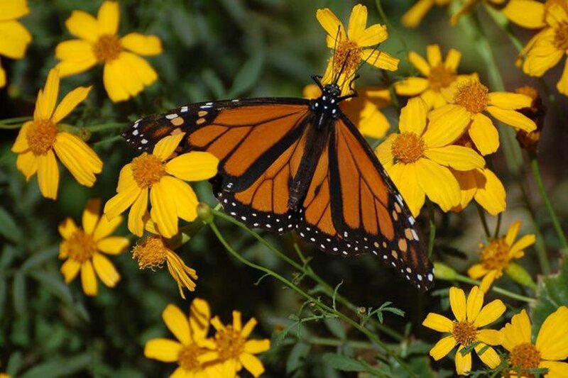 Monarch Butterfly on Flowers — Orange, Natural