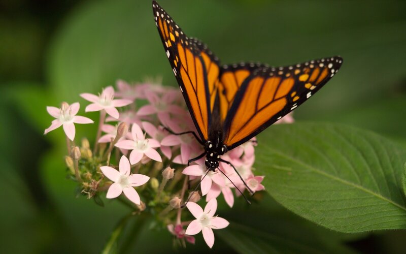 Monarch Butterfly on Flowers — Orange, Serene, Afternoon, Photograph, Leaf