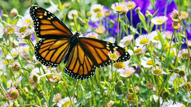 Monarch Butterfly on Flowers — Orange, Serene, Afternoon, Photograph