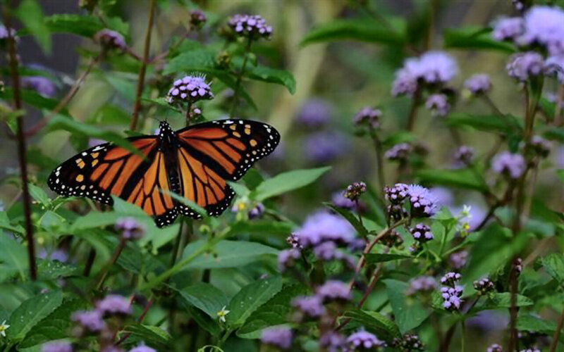 Monarch Butterfly on Flowers — Orange, Serene, Afternoon