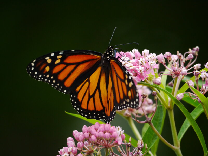 Monarch Butterfly on Flowers — Orange, Serene, Summer