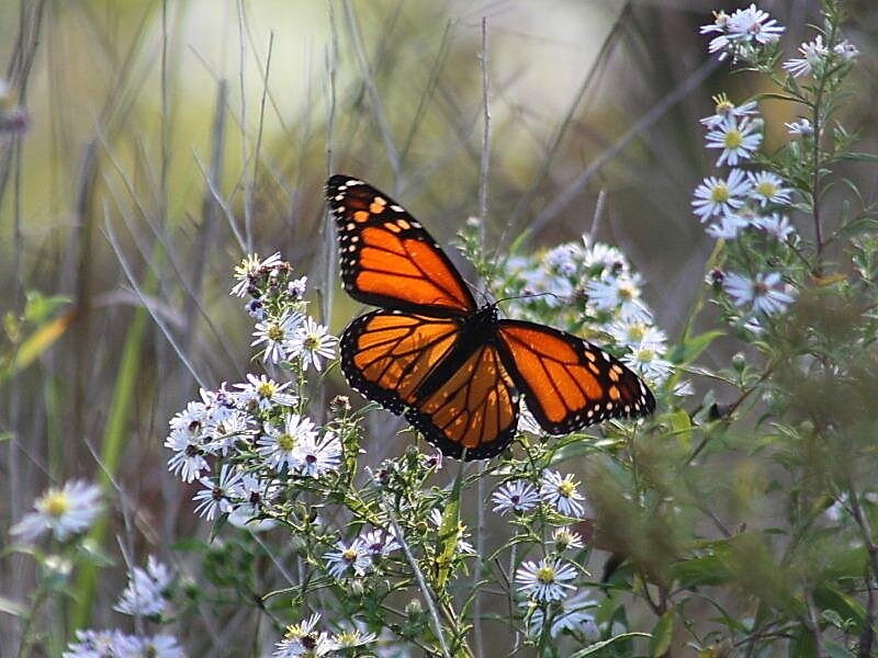 Monarch Butterfly on Flowers — Orange, Serene