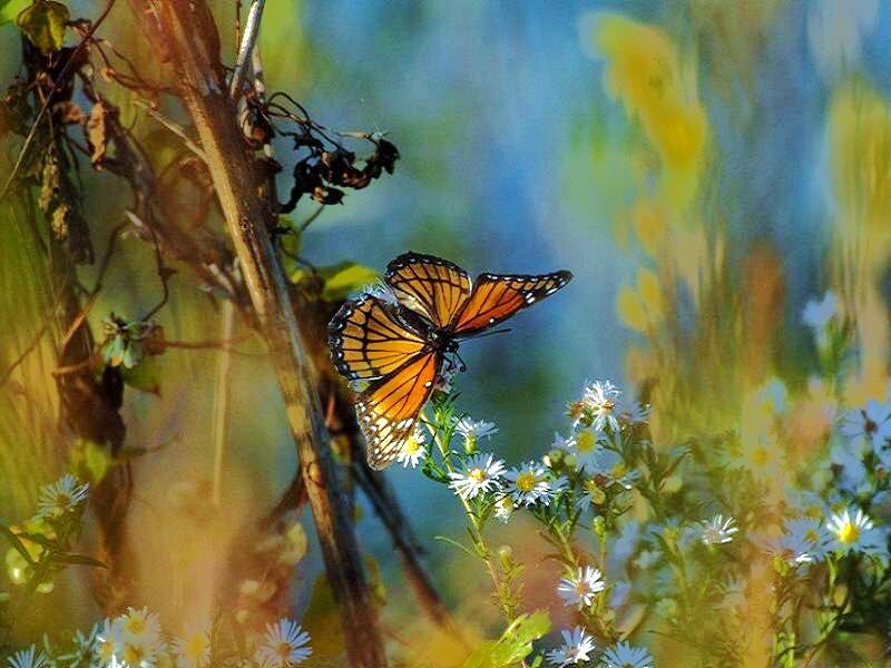 Monarch Butterfly on Flowers — Orange