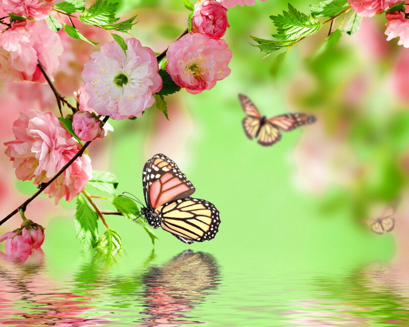 Monarch Butterfly on Flowers — Pink, Serene