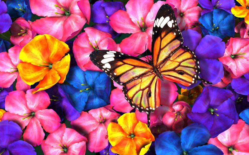 Monarch Butterfly on Flowers — Pink, Vibrant