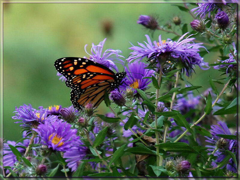 Monarch Butterfly on Flowers — Purple, Serene