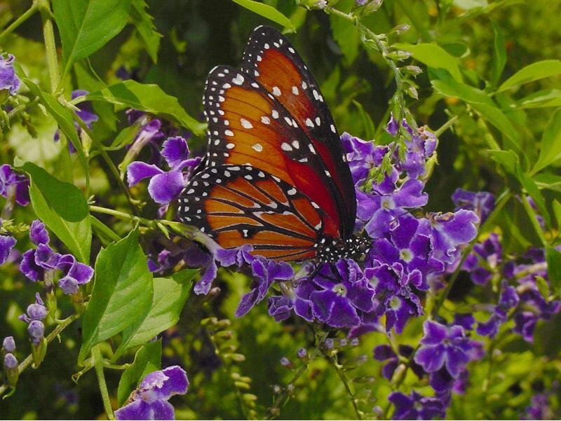 Monarch Butterfly on Flowers — Purple