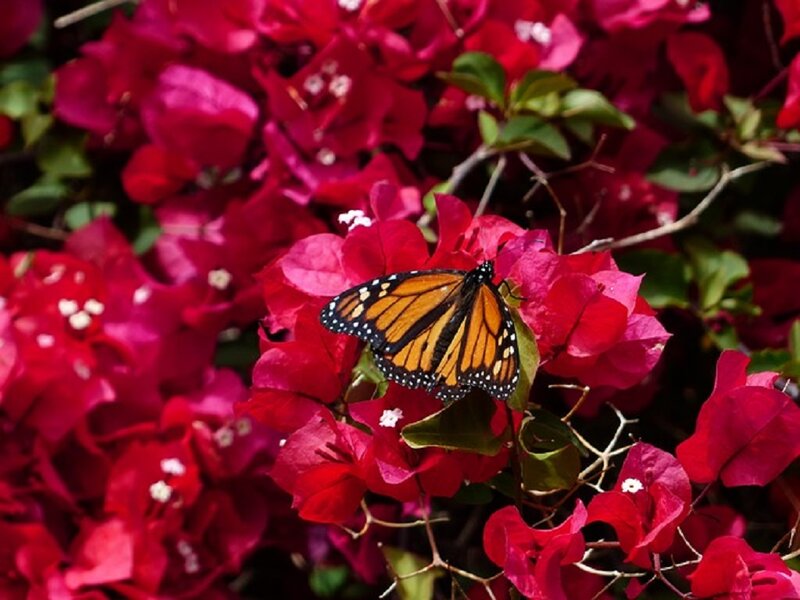 Monarch Butterfly on Flowers — Red, Calm