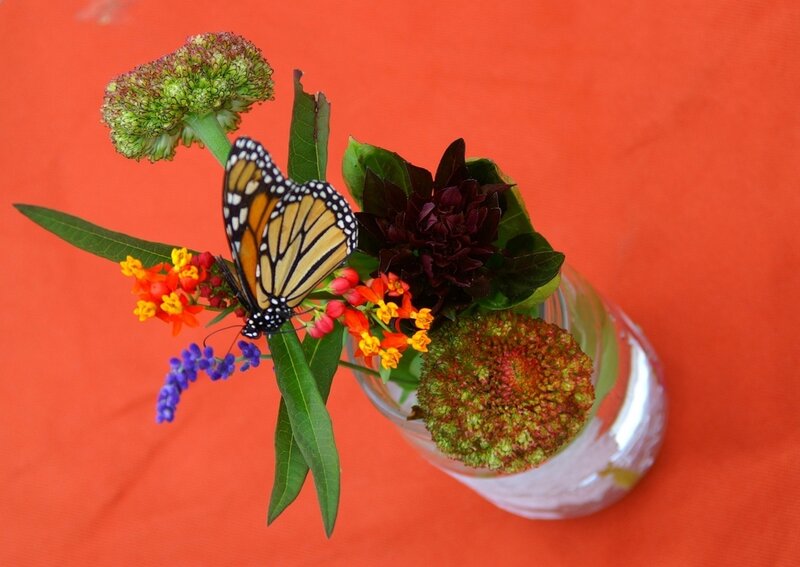 Monarch Butterfly on Flowers — Red