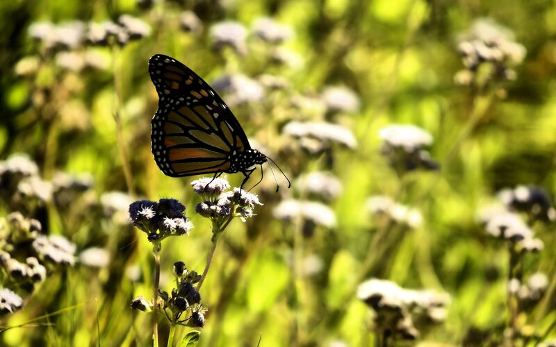 Monarch butterfly on flowers