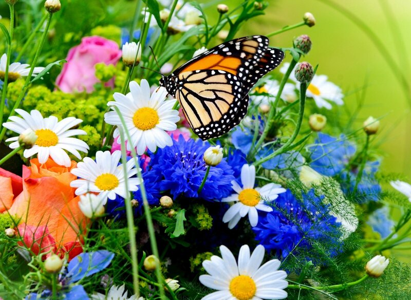 Monarch Butterfly on Flowers — White