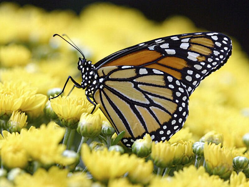 Monarch Butterfly on Flowers — Yellow, Calm, Afternoon, Photograph