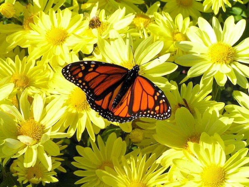 Monarch Butterfly on Flowers — Yellow, Calm, Afternoon