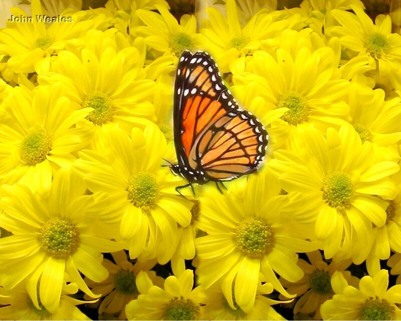 Monarch Butterfly on Flowers — Yellow, Calm, Photograph