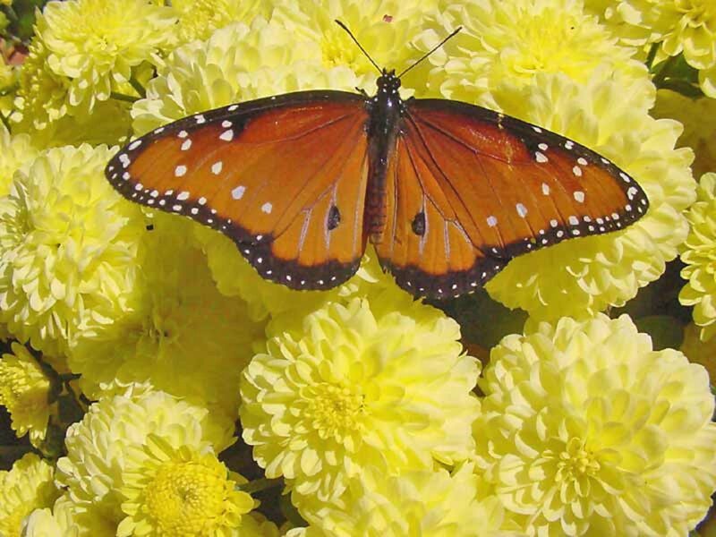 Monarch Butterfly on Flowers — Yellow, Calm