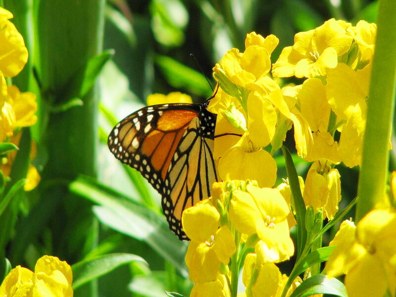 Monarch Butterfly on Flowers — Yellow, Serene, Afternoon, Photograph