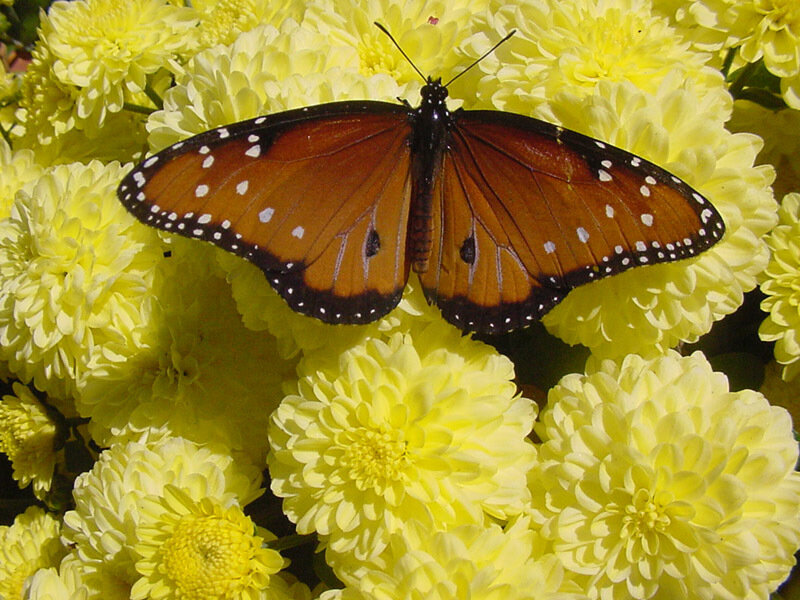 Monarch Butterfly on Flowers — Yellow