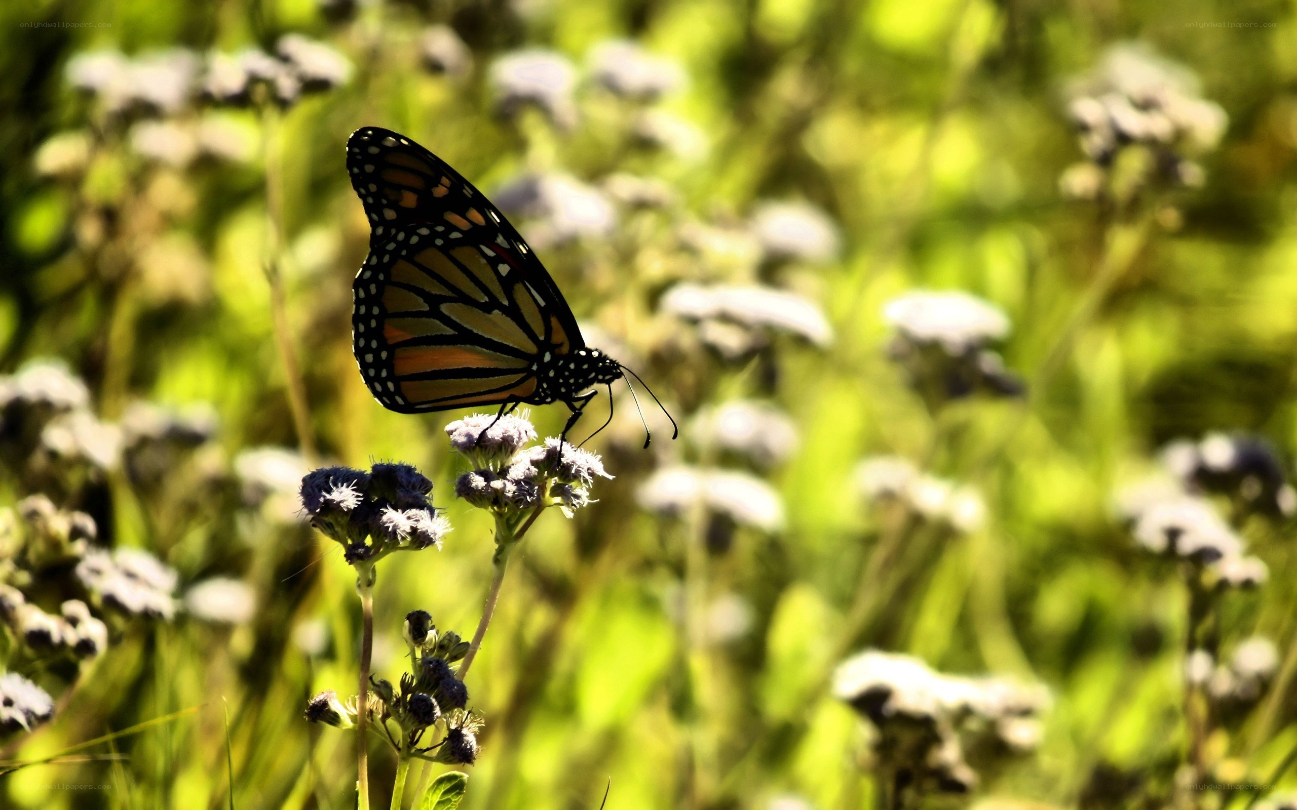 Monarch butterfly on flowers