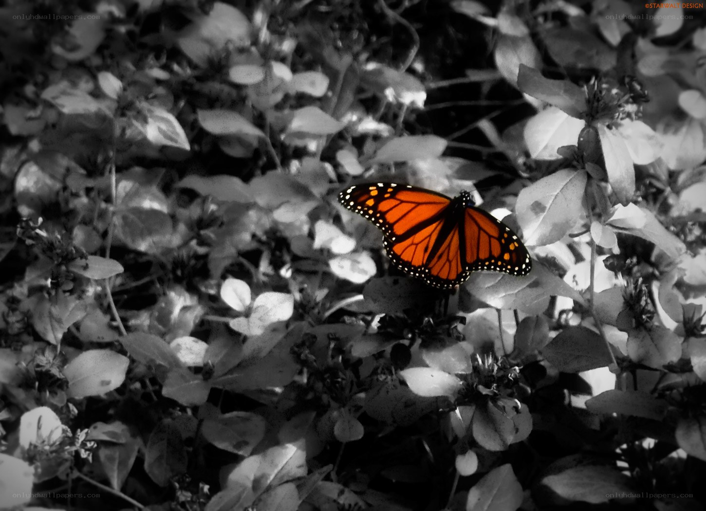 Monarch butterfly on foliage