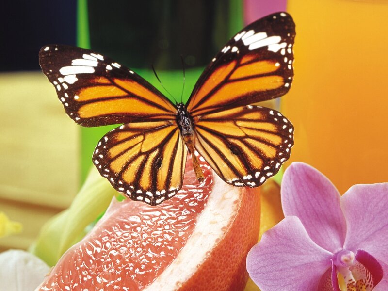 Monarch Butterfly on Grapefruit — Orange