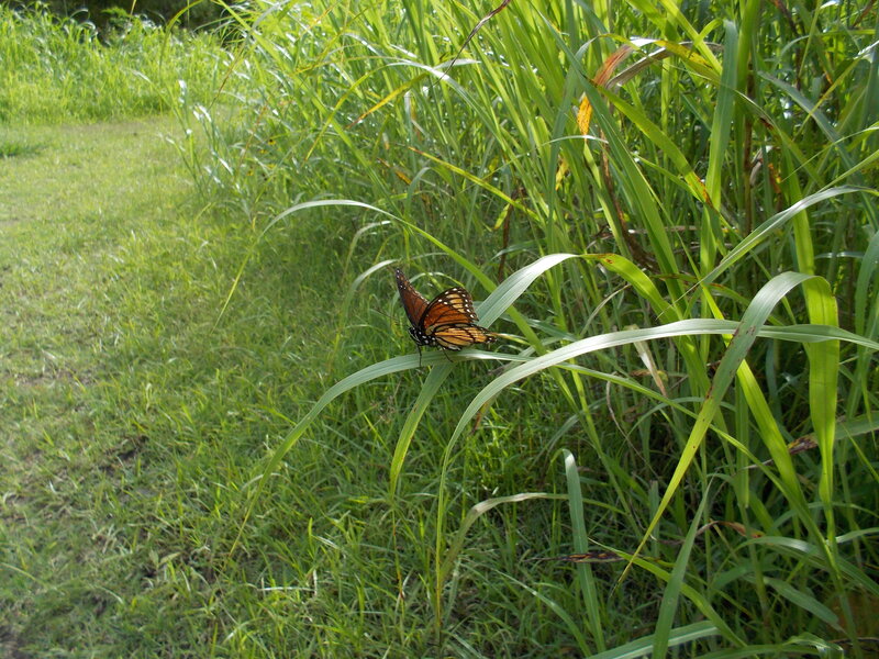 Monarch Butterfly on Grass
