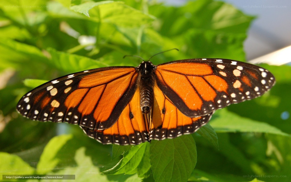monarch butterfly on green leaf