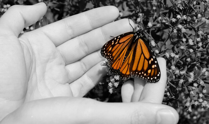 Monarch Butterfly on Hand — Orange, Calm, Afternoon