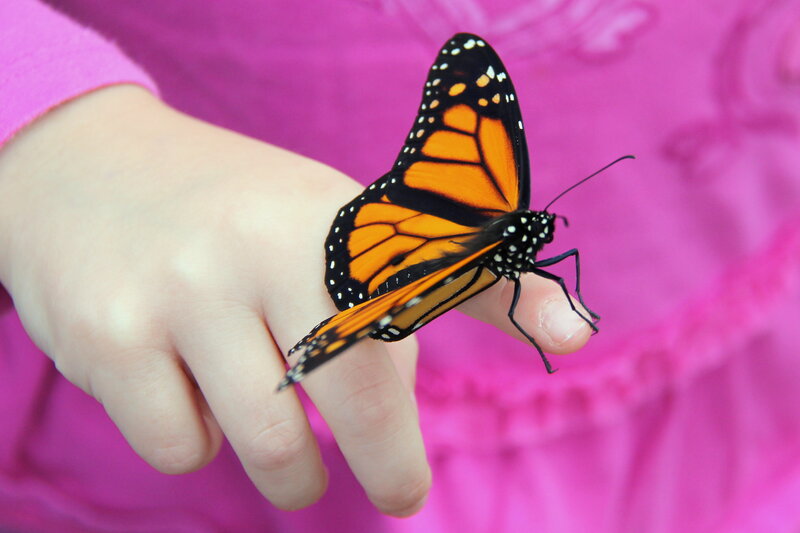 Monarch Butterfly on Hand — Orange, Calm, Photograph