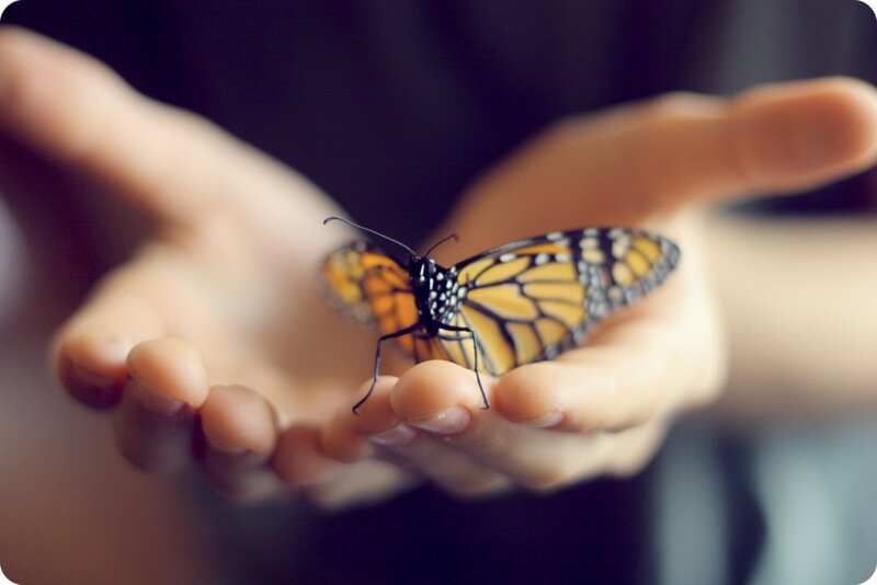 Monarch Butterfly on Hand — Orange, Calm